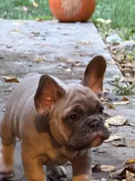 Radar, a male French Bulldog for sale in Baldwinsville, NY – 6 of 8