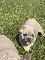 Jekyl, a male French Bulldog for sale in Baldwinsville, NY – 1 of 3