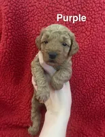 Purple, a female Miniature Goldendoodle for sale in Dayton, OH – 1 of 1