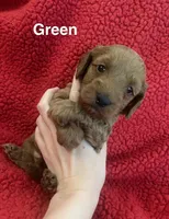 Greenie, a male Miniature Goldendoodle for sale in Dayton, OH – 1 of 1