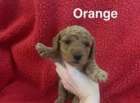 Orangie, a male Miniature Goldendoodle for sale in Dayton, OH – 1 of 2