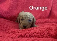 Orangie, a male Miniature Goldendoodle for sale in Dayton, OH – 2 of 2