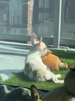 Chapo, a male French Bulldog for sale in Cleveland, OH – Photo 3 of 3