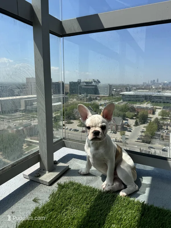 Chapo – French Bulldog puppy for sale in Cleveland, OH