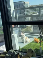 Chapo, a male French Bulldog for sale in Cleveland, OH – Photo 2 of 3