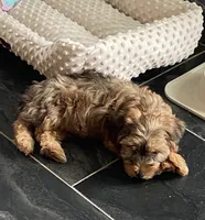 Tito, a male Yorkshire Terrier for sale in Tucson, AZ – 2 of 2