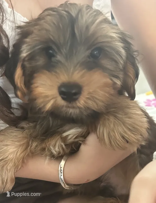 Tito, a male Yorkshire Terrier for sale in Tucson, AZ – 1 of 2