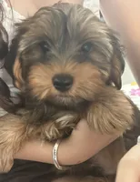 Tito, a male Yorkshire Terrier for sale in Tucson, AZ – 1 of 2