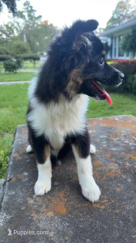 Zora  – Australian Shepherd, Pomeranian puppy for sale in Bay Minette, AL