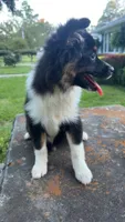 Zora , a female Australian Shepherd and Pomeranian for sale in Bay Minette, AL – 1 of 1