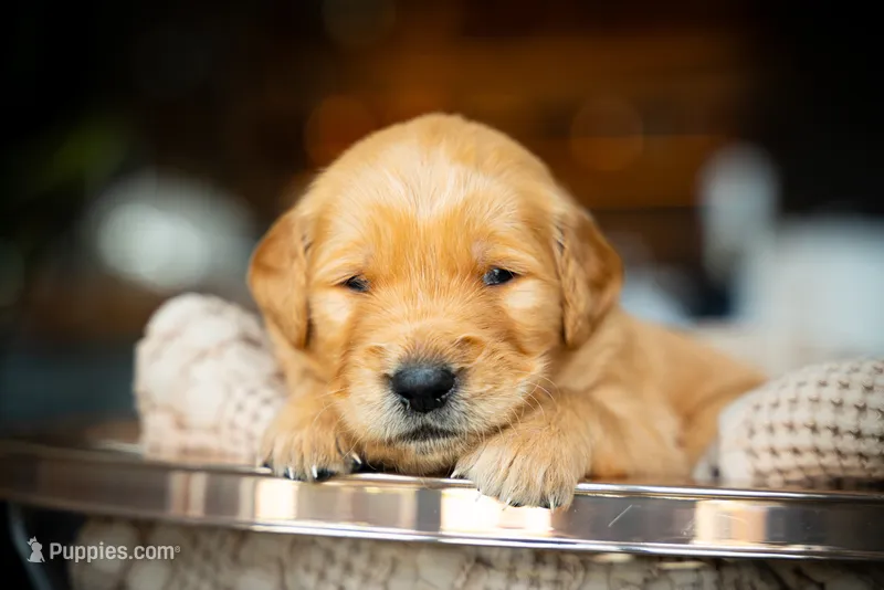 Mr Light Blue – Golden Retriever puppy on hold in Austin, TX