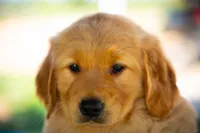 Ms Purple, a female Golden Retriever for sale in Llano, TX – 4 of 6