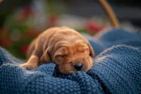 Ms White, a female Golden Retriever for sale in Austin, TX – 2 of 2