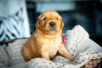 Ms Red, a female Golden Retriever for sale in Austin, TX – 6 of 7