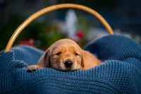 Ms Purple, a female Golden Retriever for sale in Austin, TX – 7 of 7