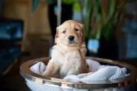 Ms Dark Brown, a female Golden Retriever for sale in Austin, TX – 4 of 5