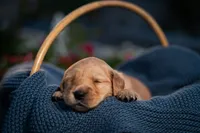 Ms Pink, a female Golden Retriever for sale in Austin, TX – 3 of 3