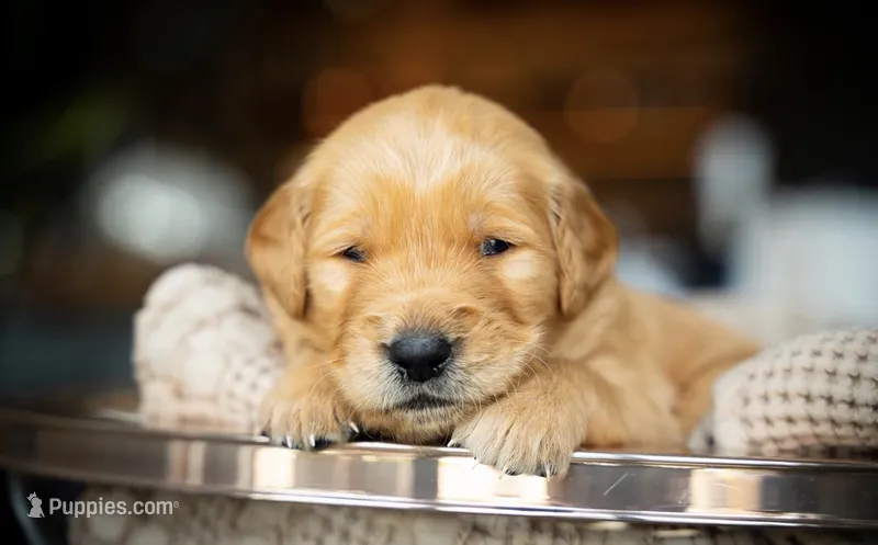 Ms Pink – Golden Retriever puppy for sale in Llano, TX