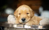 Ms Pink, a female Golden Retriever for sale in Llano, TX – 1 of 4