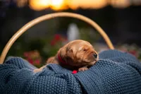 Ms Red, a female Golden Retriever for sale in Austin, TX – 2 of 3
