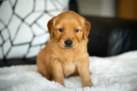 Ms White, a female Golden Retriever for sale in Llano, TX – 1 of 6