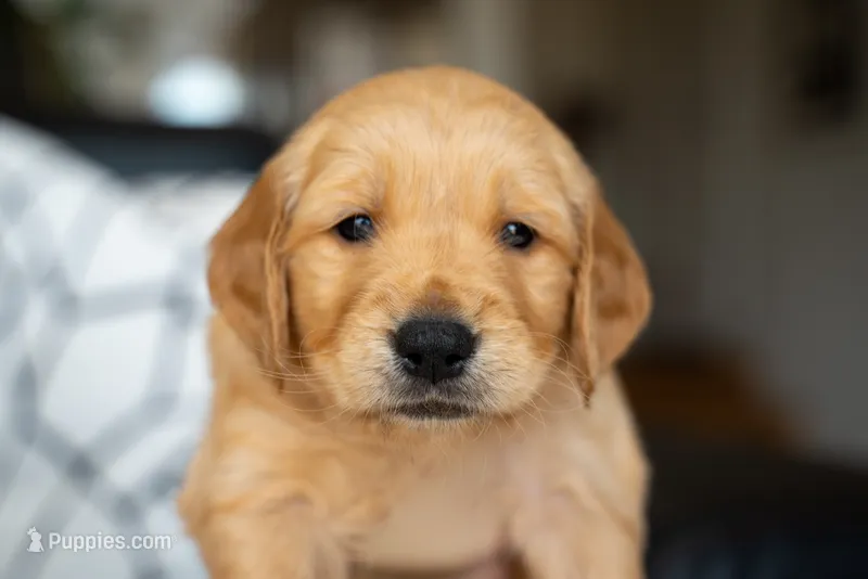 Mr Orange – Golden Retriever puppy for sale in Austin, TX