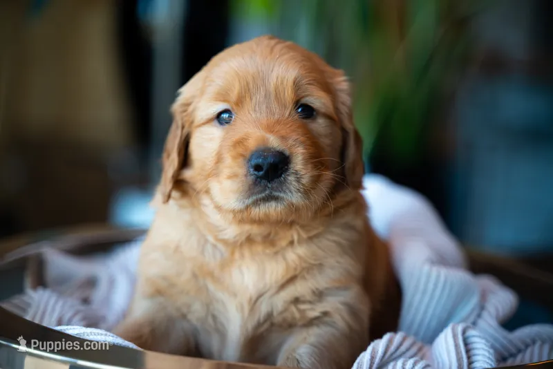 Mr Black – Golden Retriever puppy on hold in Austin, TX
