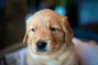 Ms Purple, a female Golden Retriever for sale in Austin, TX – 2 of 7