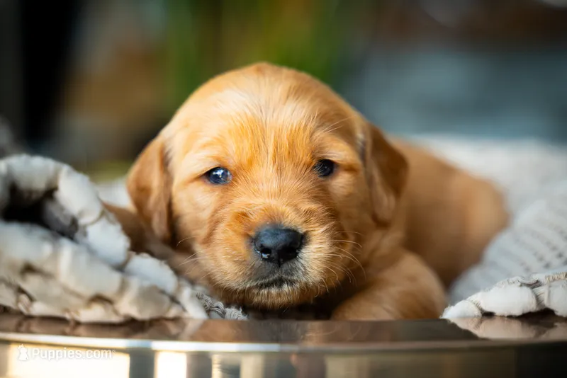 Ms White – Golden Retriever puppy for sale in Austin, TX