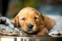 Ms White, a female Golden Retriever for sale in Austin, TX – 1 of 6