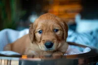 Mr Light Brown, a male Golden Retriever for sale in Austin, TX – 5 of 5