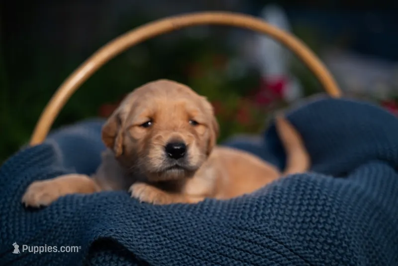 Ms Dark Brown – Golden Retriever puppy for sale in Austin, TX