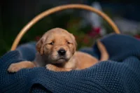 Ms Dark Brown, a female Golden Retriever for sale in Austin, TX – 1 of 3