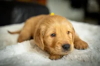 Mr Yellow, a male Golden Retriever for sale in Llano, TX – 2 of 9