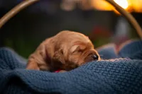 Ms Red, a female Golden Retriever for sale in Austin, TX – 3 of 3