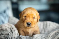 Mr Blue, a male Golden Retriever for sale in Austin, TX – 7 of 10