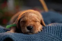 Mr Green, a male Golden Retriever for sale in Austin, TX – 2 of 4