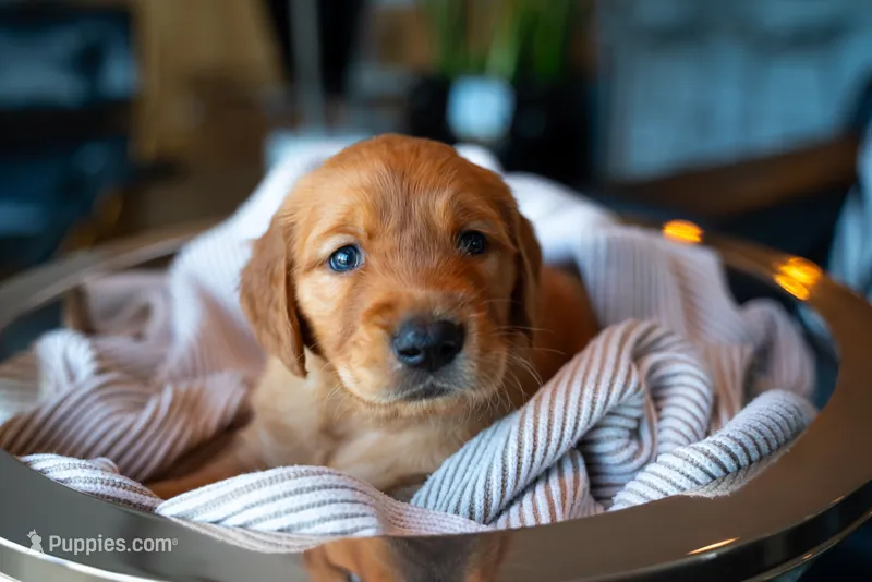 Mr Light Brown – Golden Retriever puppy on hold in Austin, TX