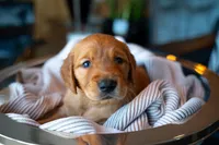 Mr Light Brown, a male Golden Retriever for sale in Austin, TX – 1 of 5