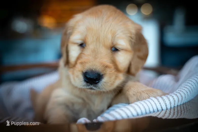 Ms Pink – Golden Retriever puppy for sale in Austin, TX