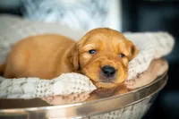 Mr Grey, a male Golden Retriever for sale in Austin, TX – 10 of 10