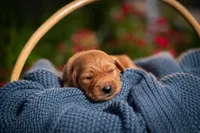 Mr Grey, a male Golden Retriever for sale in Austin, TX – 3 of 3