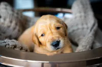 Mr Orange, a male Golden Retriever for sale in Austin, TX – 3 of 7