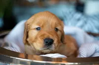 Mr Black, a male Golden Retriever for sale in Austin, TX – 2 of 3