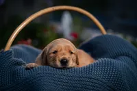 Ms Purple, a female Golden Retriever for sale in Austin, TX – 2 of 3