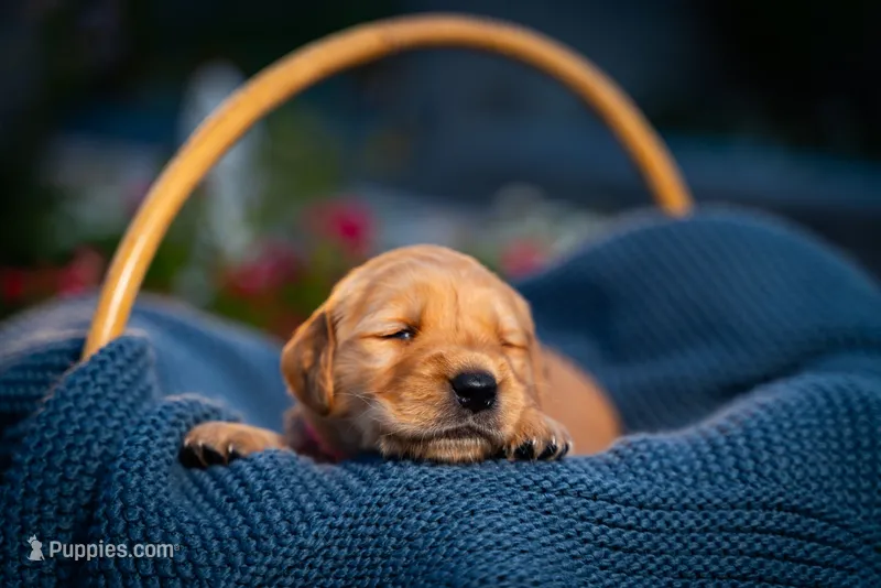 Ms Pink – Golden Retriever puppy for sale in Austin, TX