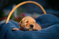 Ms Pink, a female Golden Retriever for sale in Austin, TX – 5 of 6