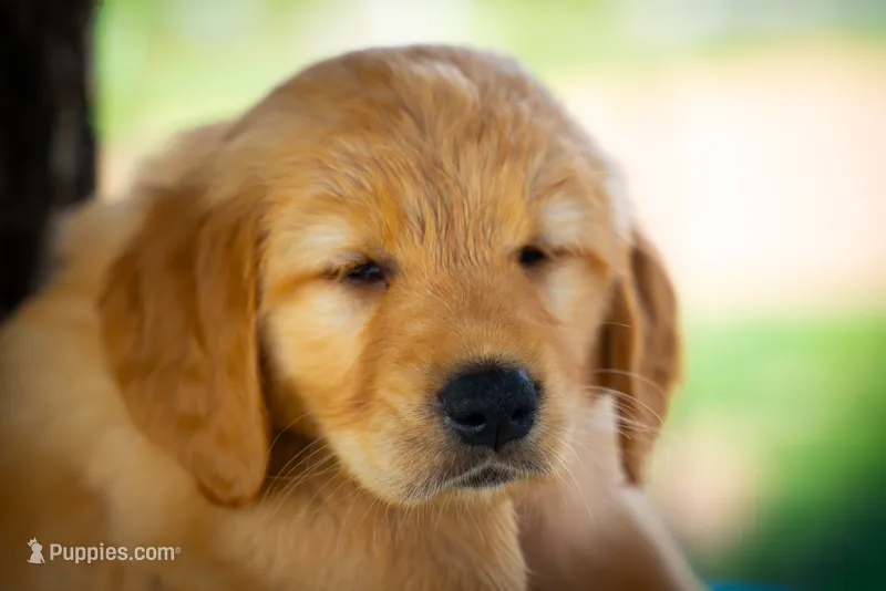 Ms Pink – Golden Retriever puppy for sale in Austin, TX