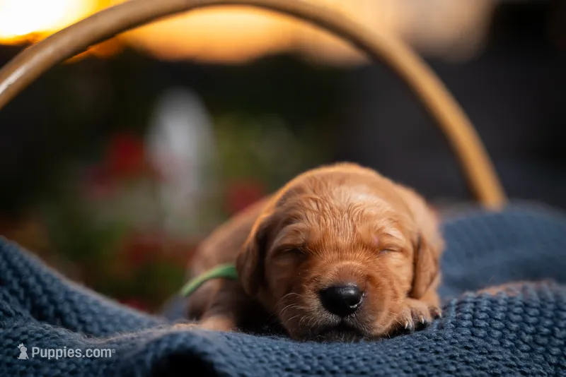 Mr Green – Golden Retriever puppy for sale in Austin, TX