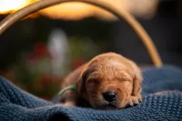 Mr Green, a male Golden Retriever for sale in Austin, TX – 1 of 4